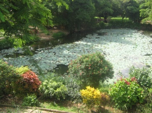 The lalbagh lotus pool